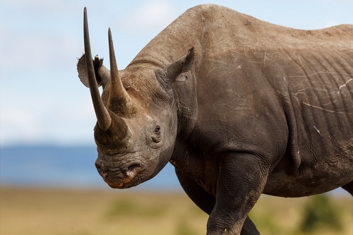 Black Rhino Black Rhino