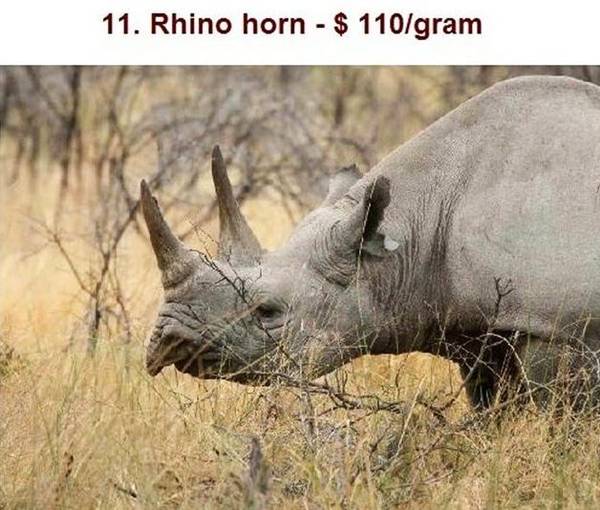 Rhino Horn